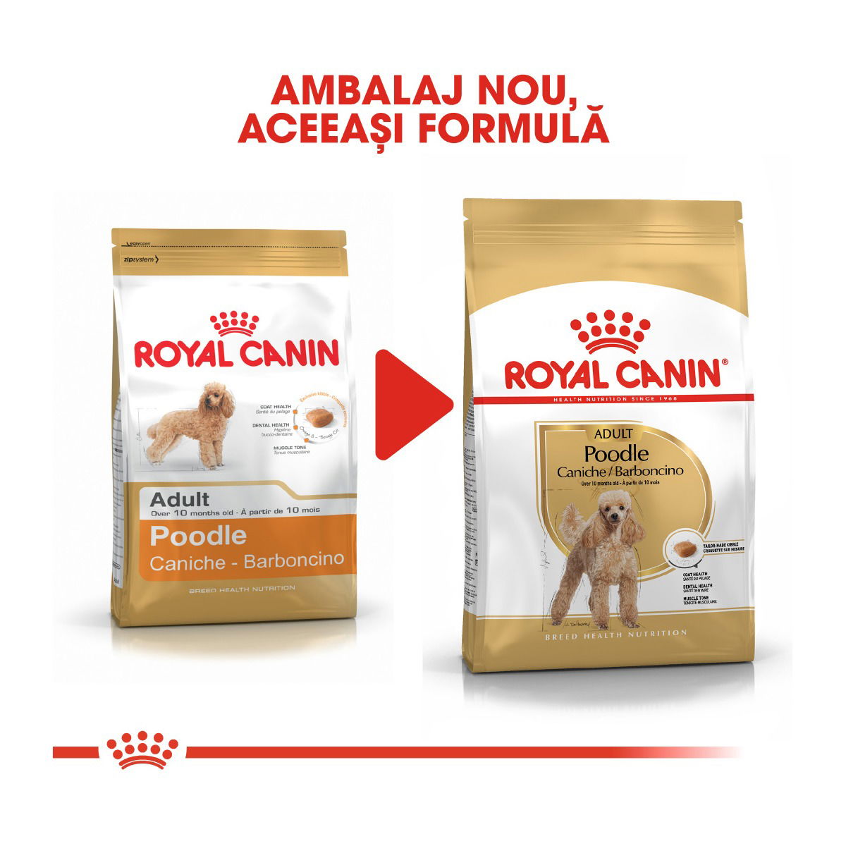 royal canin poodle caniche