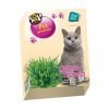 iarba pentru pisici